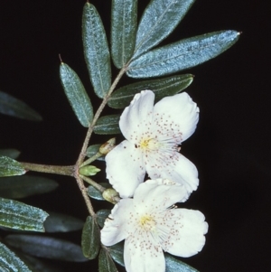 Eucryphia moorei at Mongarlowe River - 7 Apr 1997