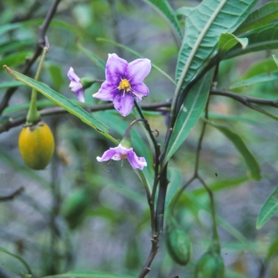 Solanum aviculare (Kangaroo Apple) at - 30 Dec 1995 by BettyDonWood