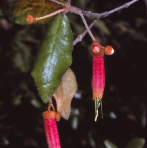 Correa lawrenceana var. cordifolia at Mongarlowe River - 7 Apr 1997 12:00 AM