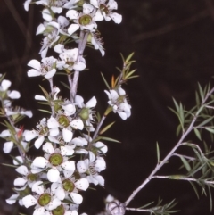 Leptospermum continentale (Prickly Teatree) at East Boyd State Forest - 27 Jan 1996 by BettyDonWood
