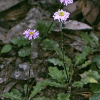 Lagenophora stipitata (Common Lagenophora) at East Boyd State Forest - 5 Dec 1996 by BettyDonWood