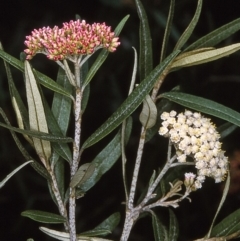 Ozothamnus argophyllus (Spicy Everlasting) at East Boyd State Forest - 6 Dec 1996 by BettyDonWood