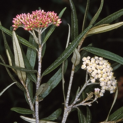 Ozothamnus argophyllus (Spicy Everlasting) at East Boyd State Forest - 5 Dec 1996 by BettyDonWood