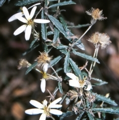 Olearia erubescens (Silky Daisybush) at Green Cape, NSW - 26 Jan 1996 by BettyDonWood