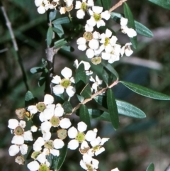 Sannantha pluriflora (Twiggy Heath Myrtle, Tall Baeckea) at Green Cape, NSW - 27 Jan 1996 by BettyDonWood