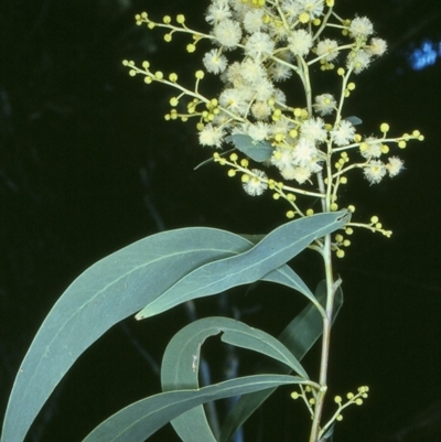 Acacia falciformis (Broad-leaved Hickory) at Mumbulla State Forest - 17 Sep 1996 by BettyDonWood