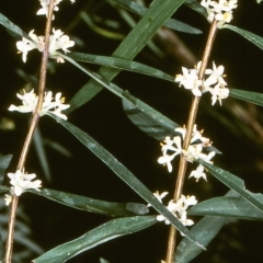 Pimelea axiflora subsp. axiflora (Bootlace Bush) at Tathra, NSW - 19 Sep 1996 by BettyDonWood