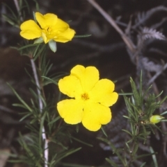 Hibbertia virgata subsp. virgata (Twiggy Guinea Flower) at Tathra, NSW - 19 Sep 1996 by BettyDonWood