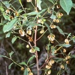 Dodonaea triquetra (Large-leaf Hop-Bush) at Tathra, NSW - 31 Dec 1995 by BettyDonWood