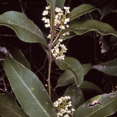 Notelaea venosa (Large Mock Olive) at Tathra, NSW - 22 Oct 1996 by BettyDonWood