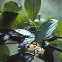 Gynochthodes jasminoides (Sweet Morinda) at Tathra, NSW - 31 Dec 1995 by BettyDonWood