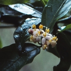 Gynochthodes jasminoides at Tathra, NSW - 31 Dec 1995 12:00 AM