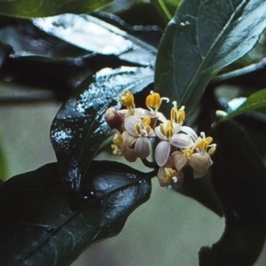 Gynochthodes jasminoides at Tathra, NSW - 31 Dec 1995 12:00 AM