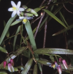 Geitonoplesium cymosum (Climbing Lily) at Tathra, NSW - 22 Oct 1996 by BettyDonWood