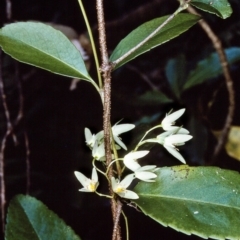 Aphanopetalum resinosum (Gum Vine) at Tathra, NSW - 21 Oct 1996 by BettyDonWood