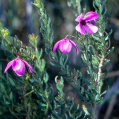 Tetratheca pilosa subsp. latifolia at Green Cape, NSW - 28 Jan 1996 by BettyDonWood