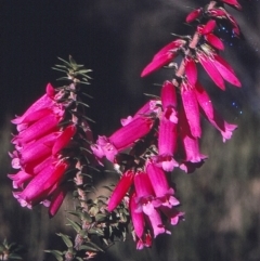 Epacris impressa (Common Heath) at Green Cape, NSW - 2 Jun 1996 by BettyDonWood