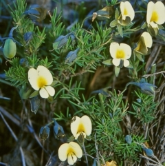 Gompholobium huegelii (pale wedge–pea) at Green Cape, NSW - 27 Jan 1996 by BettyDonWood