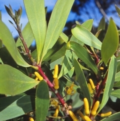 Persoonia levis (Broad-leaved Geebung) at Green Cape, NSW - 26 Jan 1996 by BettyDonWood