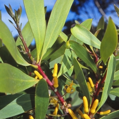 Persoonia levis (Broad-leaved Geebung) at Green Cape, NSW - 27 Jan 1996 by BettyDonWood