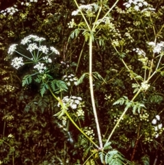Conium maculatum (Hemlock) at Eurobodalla, NSW - 12 Nov 1996 by BettyDonWood