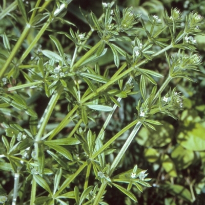 Galium aparine (Goosegrass, Cleavers) at Eurobodalla, NSW - 12 Nov 1996 by BettyDonWood