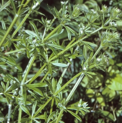 Galium aparine (Goosegrass, Cleavers) at Eurobodalla, NSW - 11 Nov 1996 by BettyDonWood