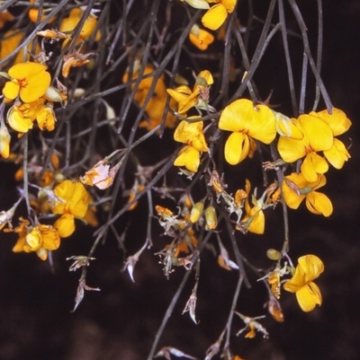 Jacksonia scoparia (Dogwood) at Eurobodalla, NSW - 11 Nov 1996 by BettyDonWood