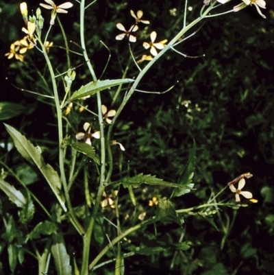 Raphanus raphanistrum (Wild Radish, Jointed Charlock) at Eurobodalla, NSW - 11 Nov 1996 by BettyDonWood