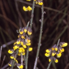 Sphaerolobium minus (Globe-pea) at Green Cape, NSW - 19 Oct 1996 by BettyDonWood