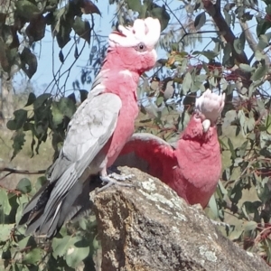 Eolophus roseicapilla at Farrer Ridge - 23 Sep 2014