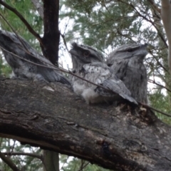 Podargus strigoides (Tawny Frogmouth) at Uriarra Village, ACT - 3 Dec 2014 by galah681