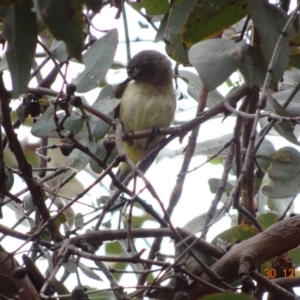 Acanthiza chrysorrhoa at Hughes, ACT - 30 Dec 2018 09:34 AM