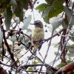 Acanthiza chrysorrhoa at Hughes, ACT - 30 Dec 2018