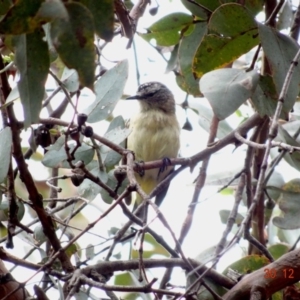 Acanthiza chrysorrhoa at Hughes, ACT - 30 Dec 2018 09:34 AM