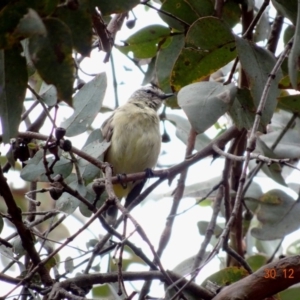 Acanthiza chrysorrhoa at Hughes, ACT - 30 Dec 2018 09:34 AM