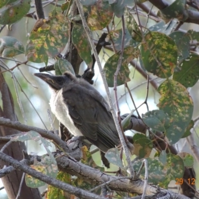 Philemon corniculatus (Noisy Friarbird) at Deakin, ACT - 29 Dec 2018 by TomT