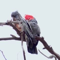 Callocephalon fimbriatum (Gang-gang Cockatoo) at Deakin, ACT - 30 Dec 2018 by TomT