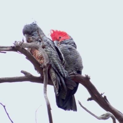 Callocephalon fimbriatum (Gang-gang Cockatoo) at Deakin, ACT - 30 Dec 2018 by TomT