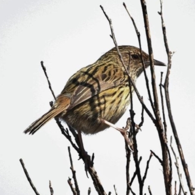 Calamanthus fuliginosus (Striated Fieldwren) at Green Cape, NSW - 28 Jan 2018 by michaelb