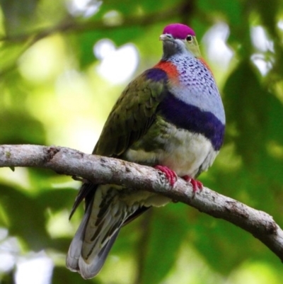 Ptilinopus superbus (Superb Fruit-dove) at Pambula, NSW - 30 Jul 2005 by michaelb