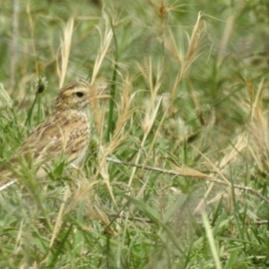 Anthus australis at Booth, ACT - 29 Dec 2018