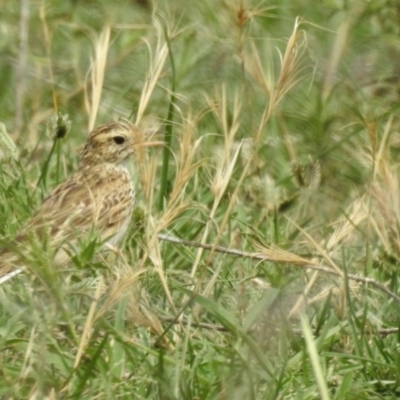 Anthus australis (Australian Pipit) at Booth, ACT - 29 Dec 2018 by CorinPennock