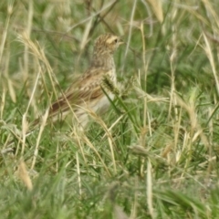 Anthus australis at Booth, ACT - 29 Dec 2018