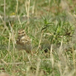 Anthus australis at Booth, ACT - 29 Dec 2018