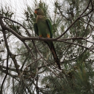 Polytelis swainsonii at Belconnen, ACT - suppressed