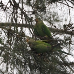 Polytelis swainsonii at Belconnen, ACT - suppressed