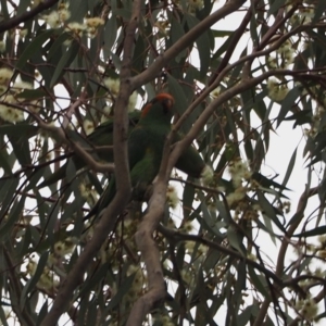 Glossopsitta concinna at Belconnen, ACT - 30 Dec 2018