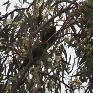 Glossopsitta concinna at Belconnen, ACT - 30 Dec 2018