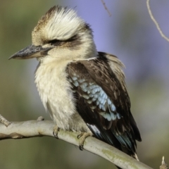 Dacelo novaeguineae (Laughing Kookaburra) at Hughes, ACT - 21 Dec 2018 by BIrdsinCanberra